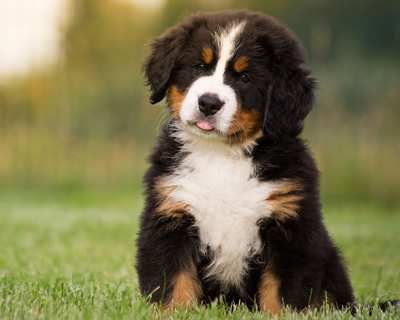 bernese-puppy