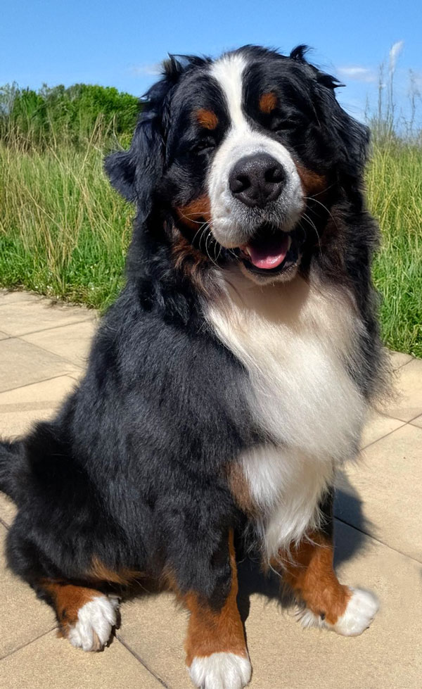 bernese-sitting-web