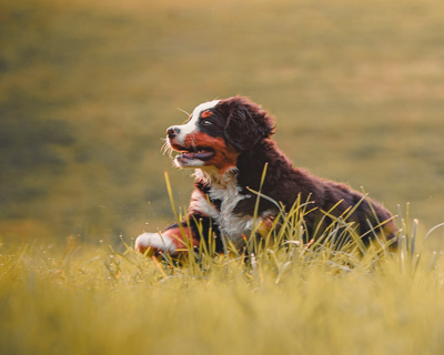 running-baby-in-grass