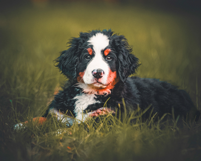 sitting-baby-in-grass