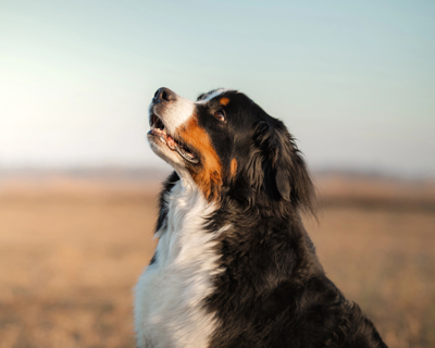 sky-gazing